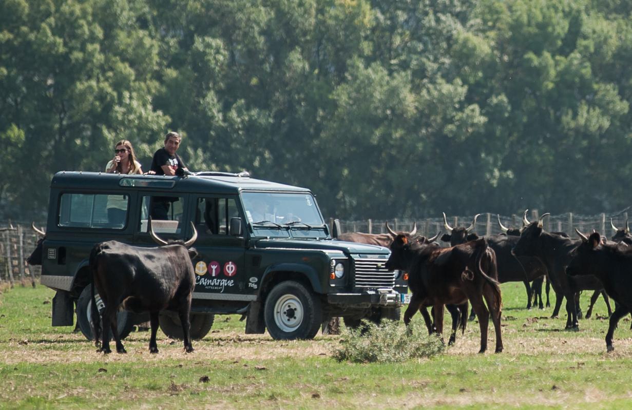 Camargue Autrement Safari 4X4 Et Velo Electriques